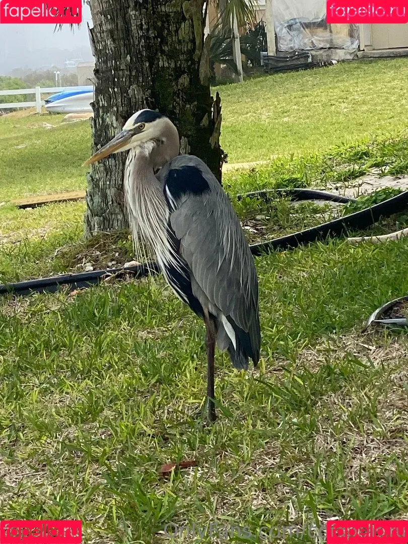 cocovandi / cocovandijk Onlyfans Photo Gallery 