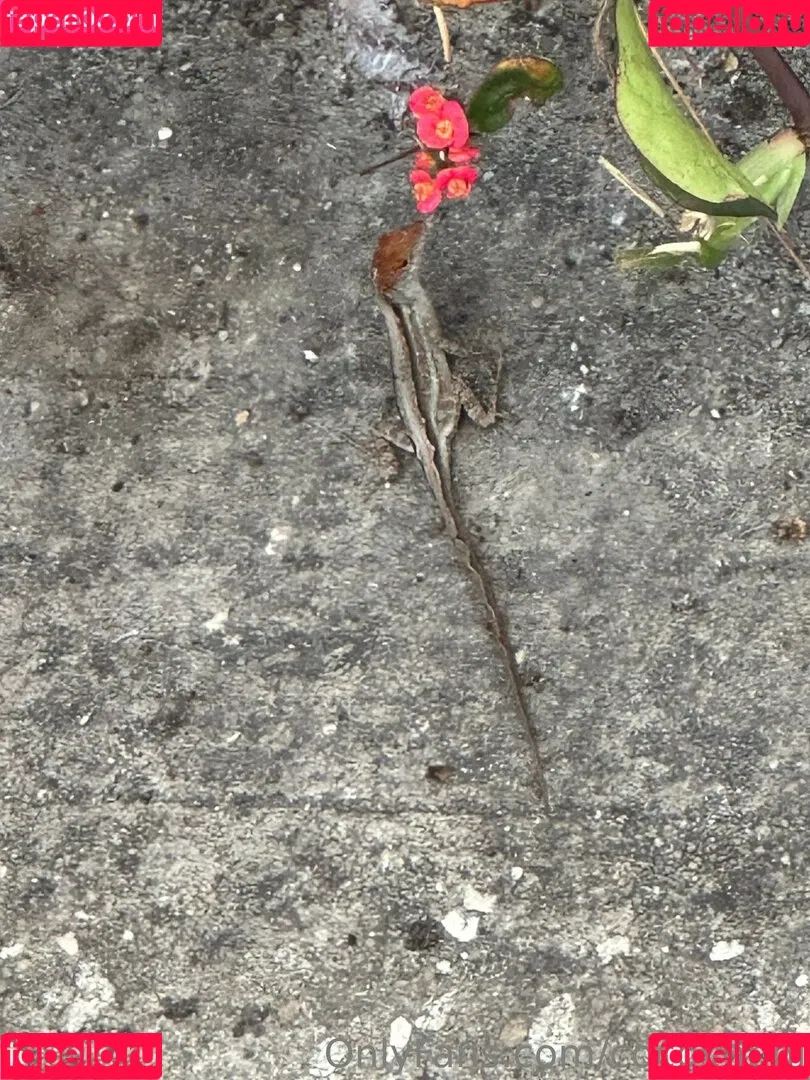 cocovandi / cocovandijk Onlyfans Photo Gallery 