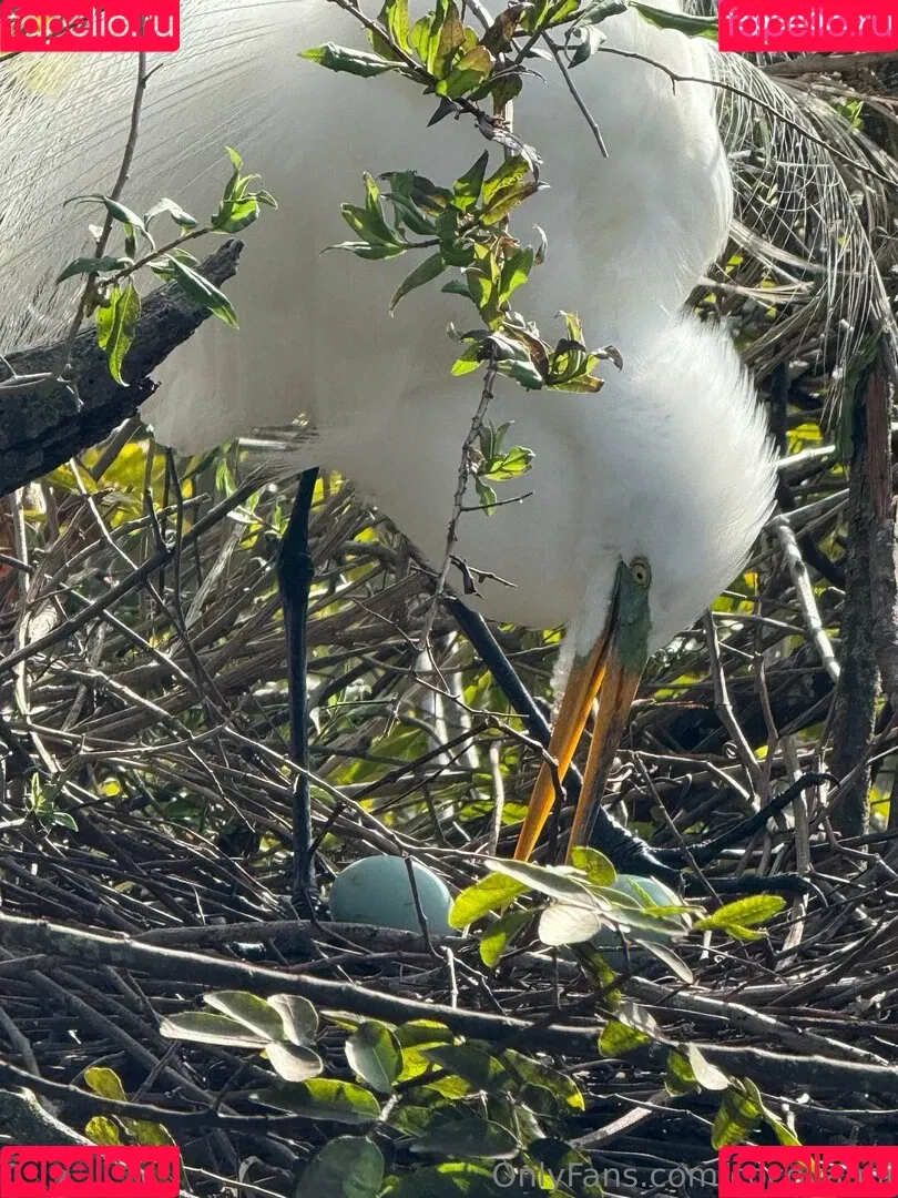 cocovandi / cocovandijk Onlyfans Photo Gallery 