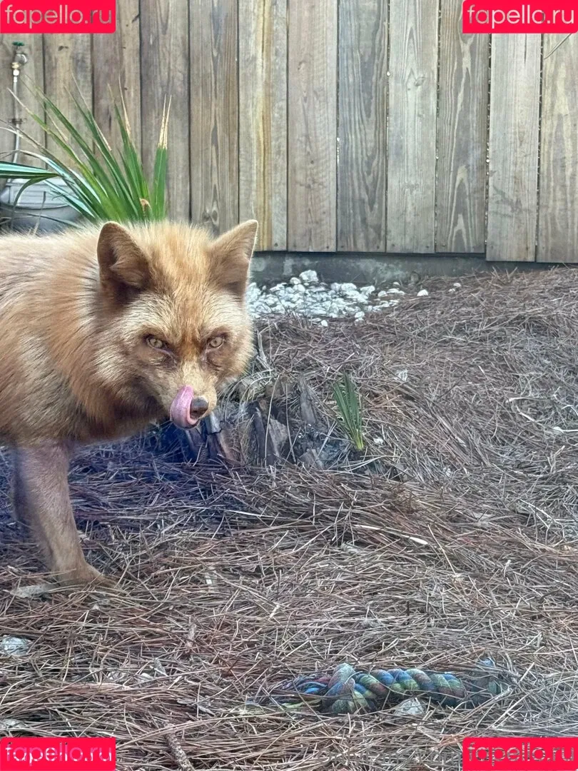 cocovandi / cocovandijk Onlyfans Photo Gallery 