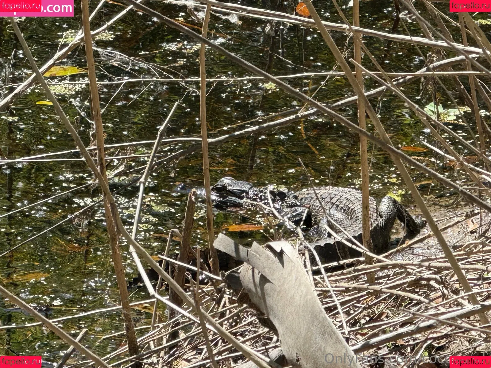 cocovandi / cocovandijk Onlyfans Photo Gallery 