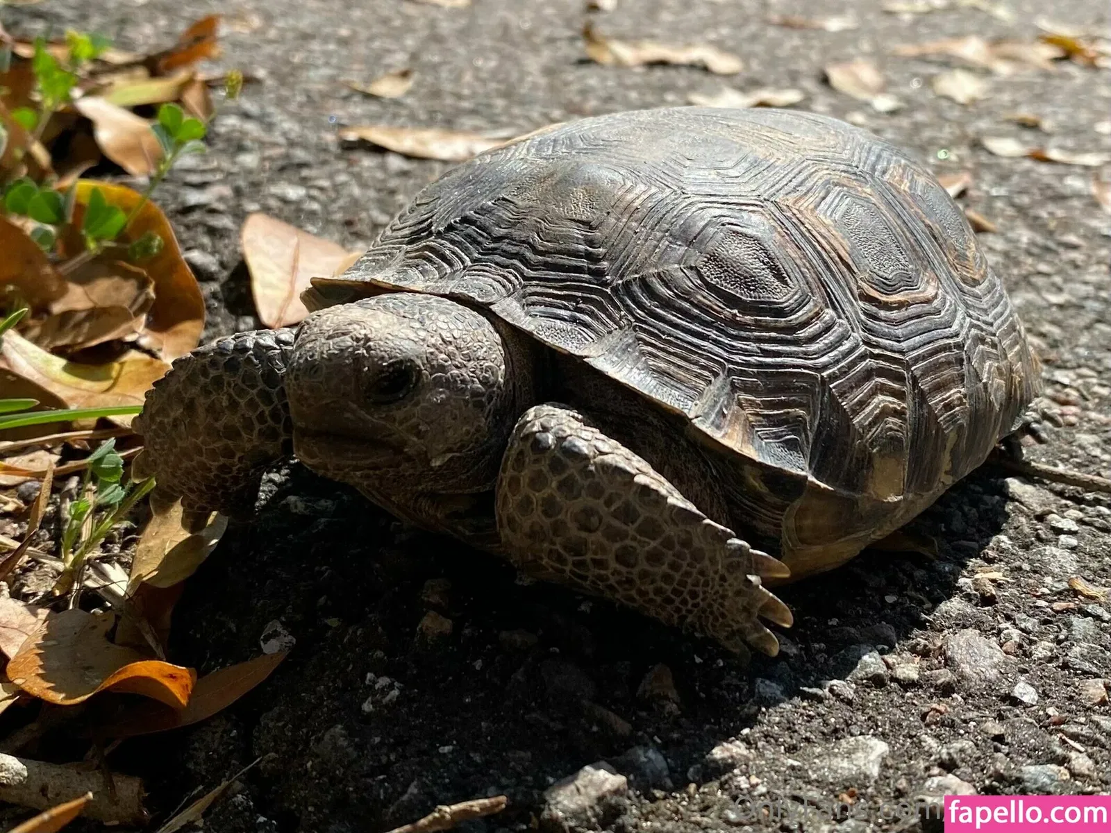 cocovandi / cocovandijk Onlyfans Photo Gallery 