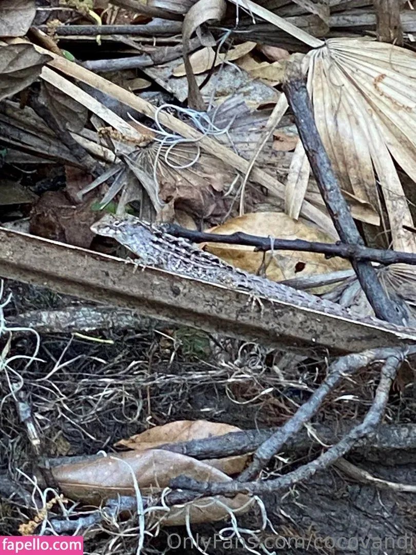 cocovandi / cocovandijk Onlyfans Photo Gallery 