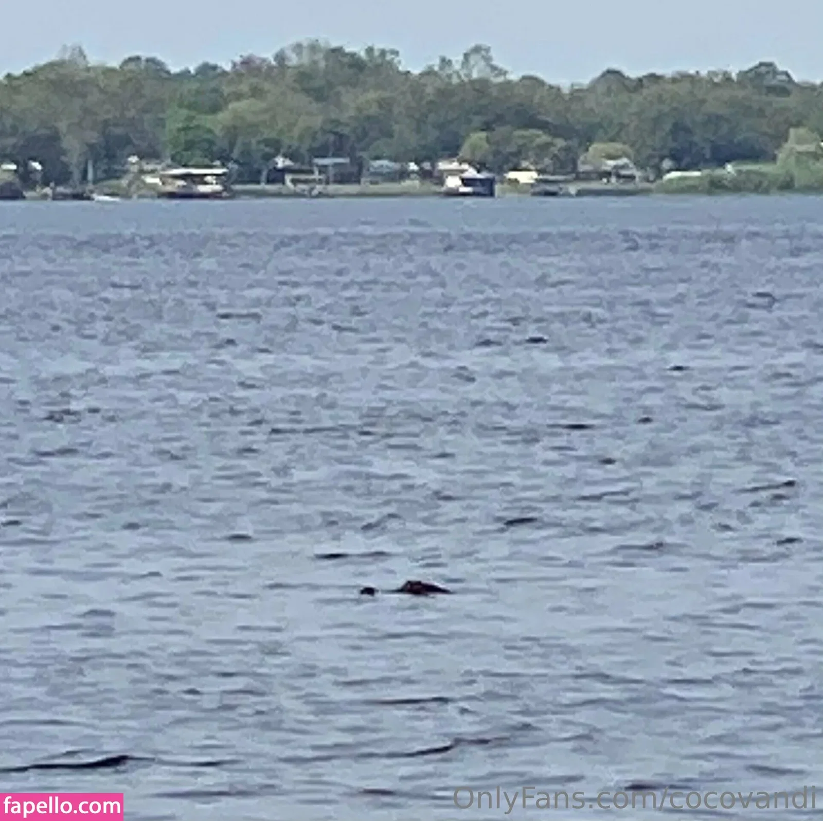 cocovandi / cocovandijk Onlyfans Photo Gallery 