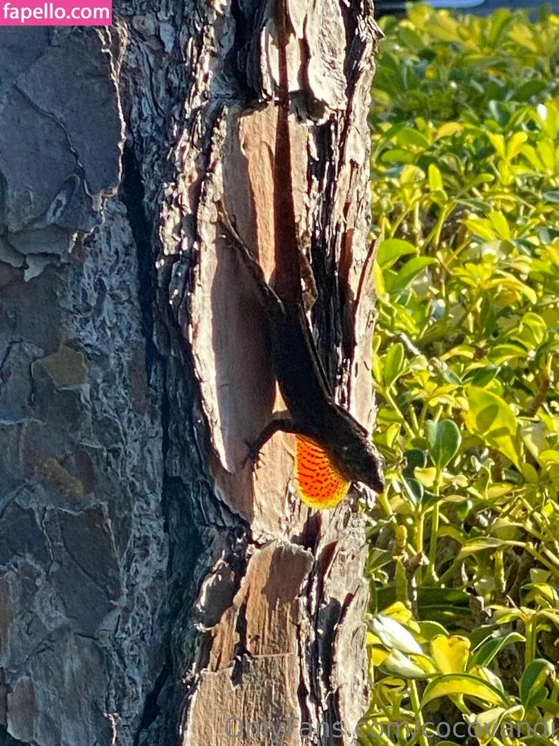 cocovandi / cocovandijk Onlyfans Photo Gallery 