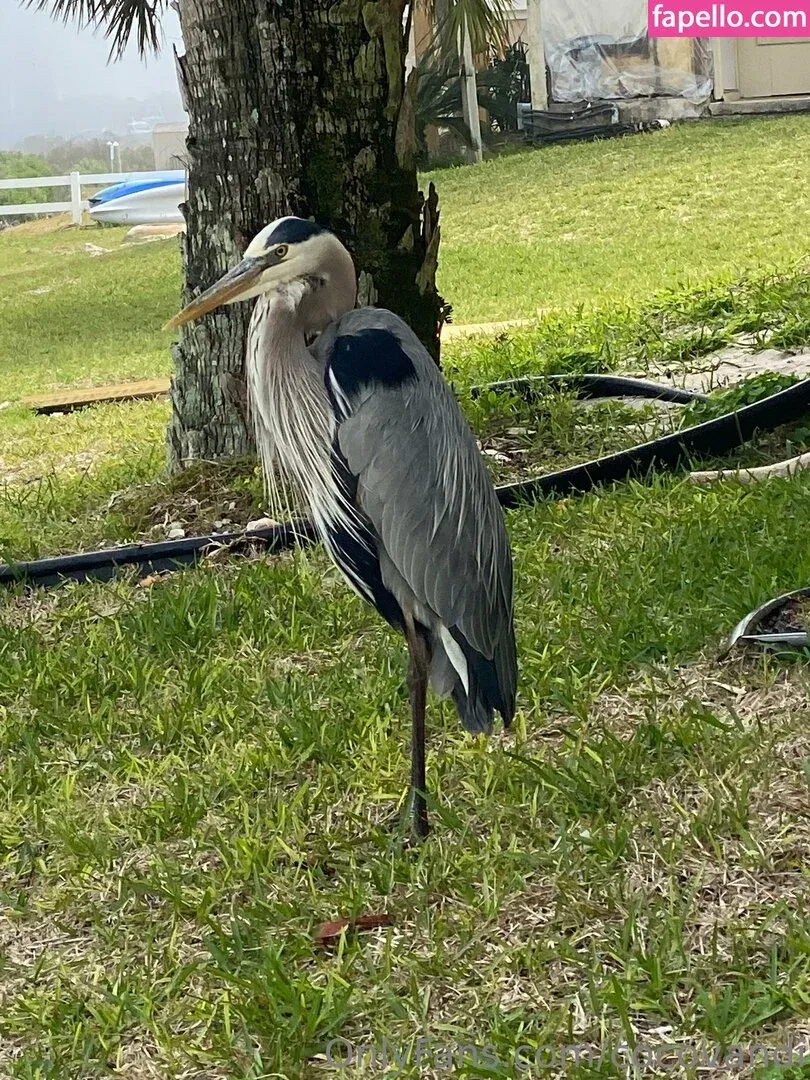 cocovandi / cocovandijk Onlyfans Photo Gallery 