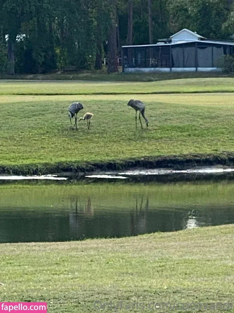 cocovandi / cocovandijk Onlyfans Photo Gallery 