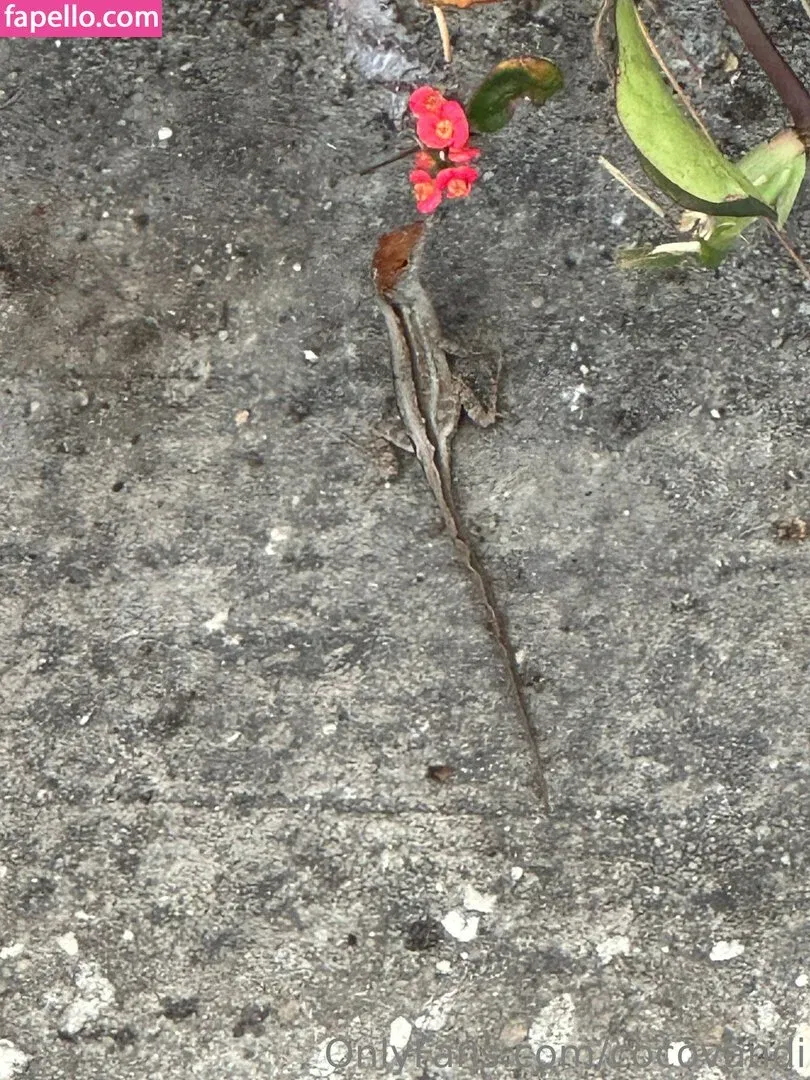 cocovandi / cocovandijk Onlyfans Photo Gallery 