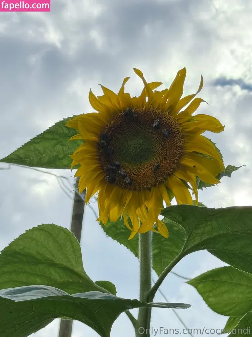 cocovandi / cocovandijk Onlyfans Photo Gallery 