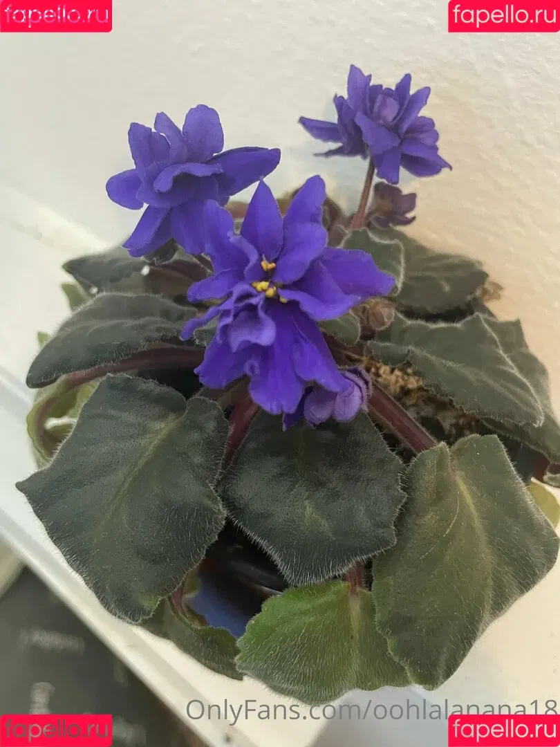 Cherrydaisuki / yournana18 Onlyfans Photo Gallery 