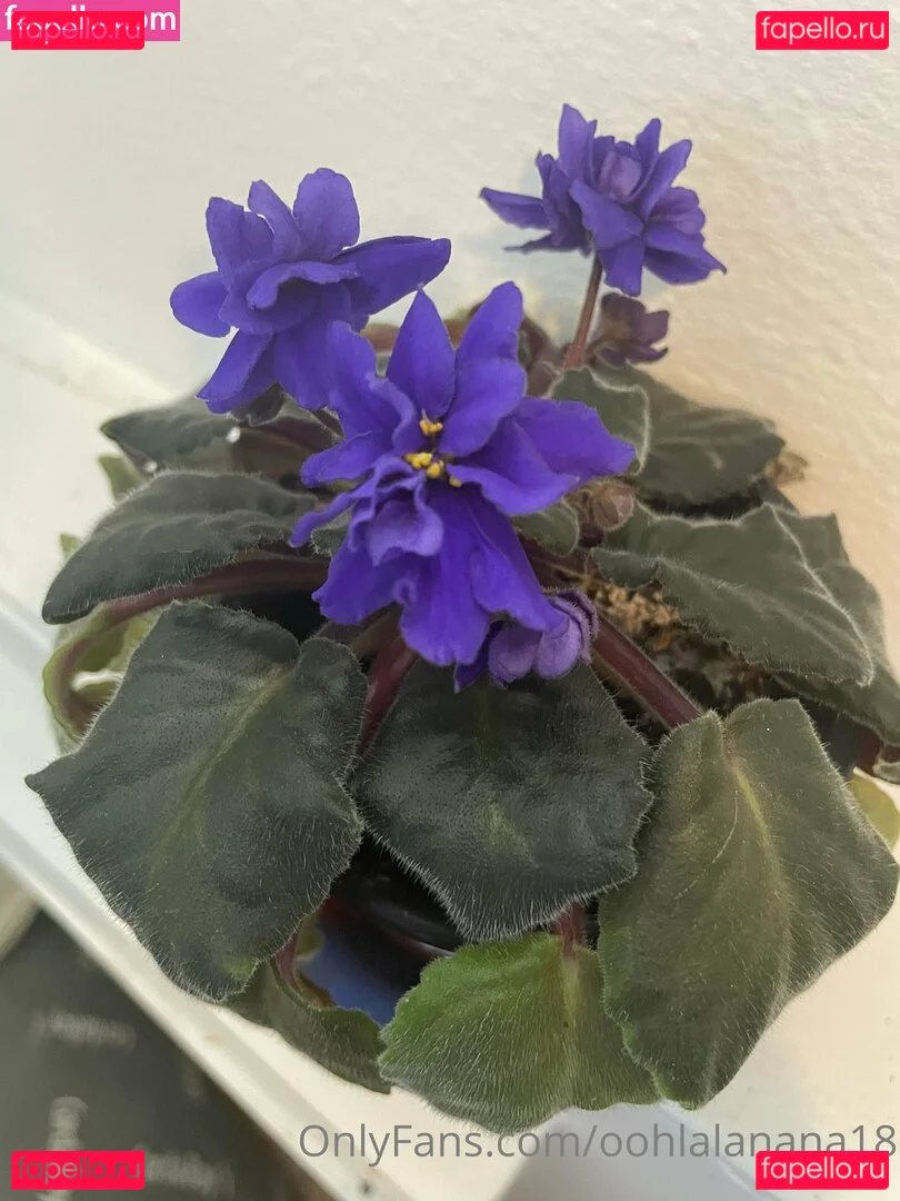 Cherrydaisuki / yournana18 Onlyfans Photo Gallery 