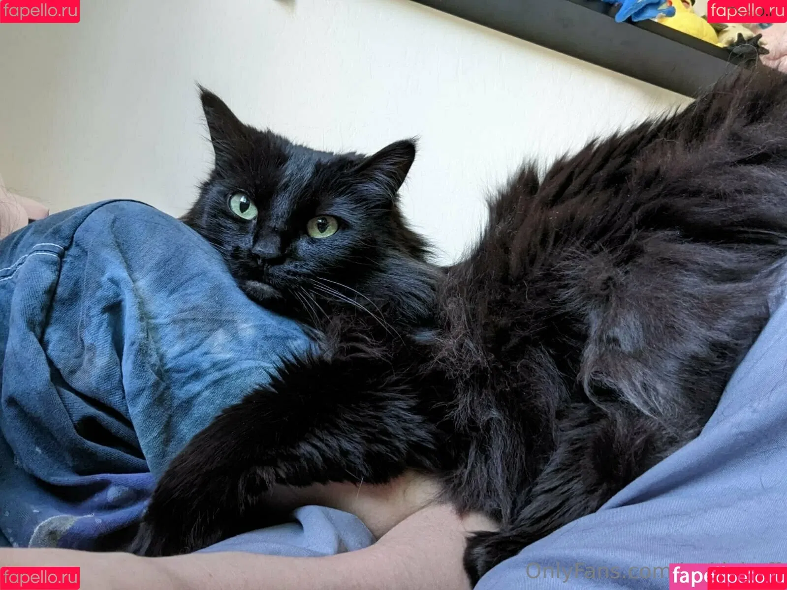 jackiehoff / jackiephoff Onlyfans Photo Gallery 