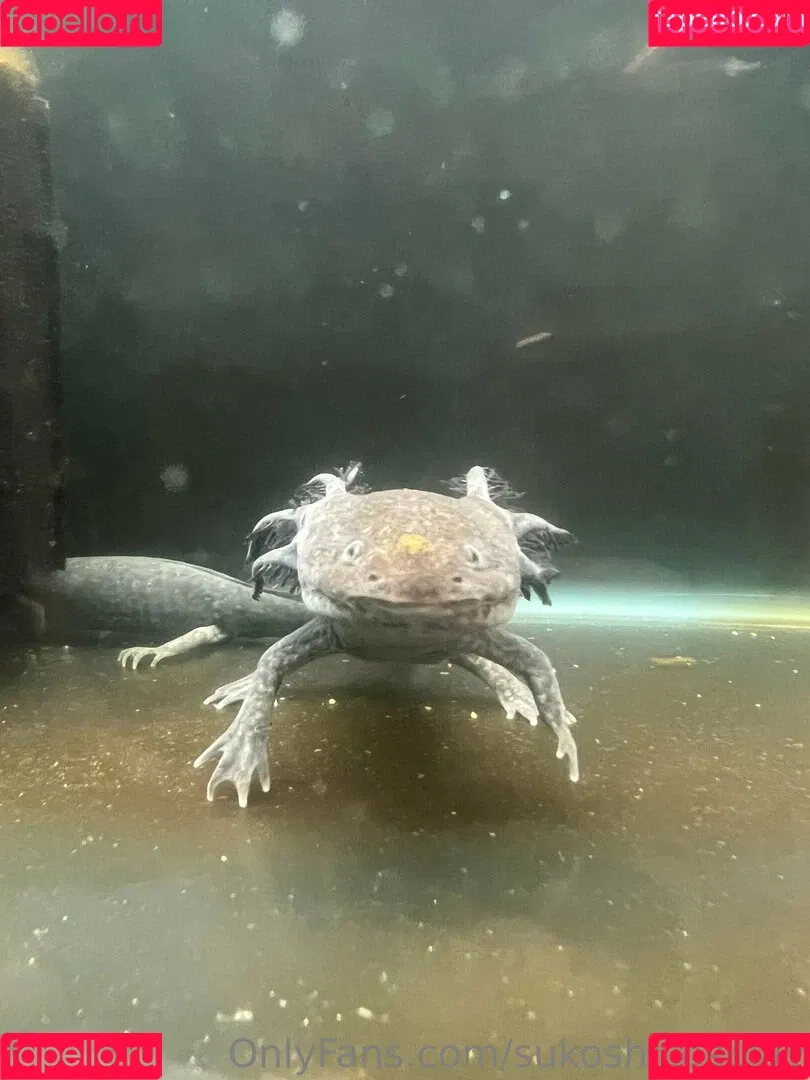 Chimkennstars / sukoshicosplay / sukoshisushi Onlyfans Photo Gallery 