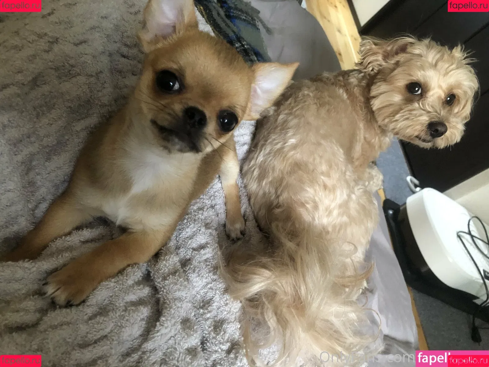 P-chan / Pchan666 / pchan030 Onlyfans Photo Gallery 