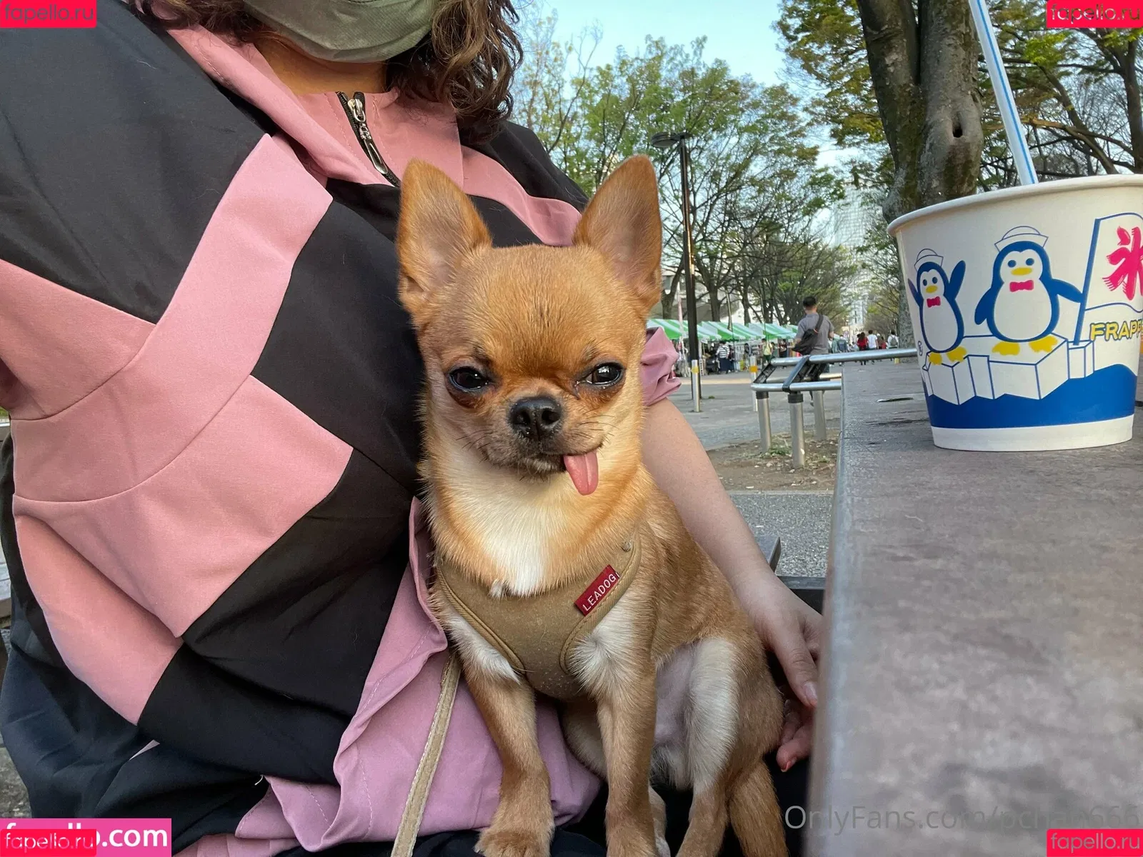 P-chan / Pchan666 / pchan030 Onlyfans Photo Gallery 