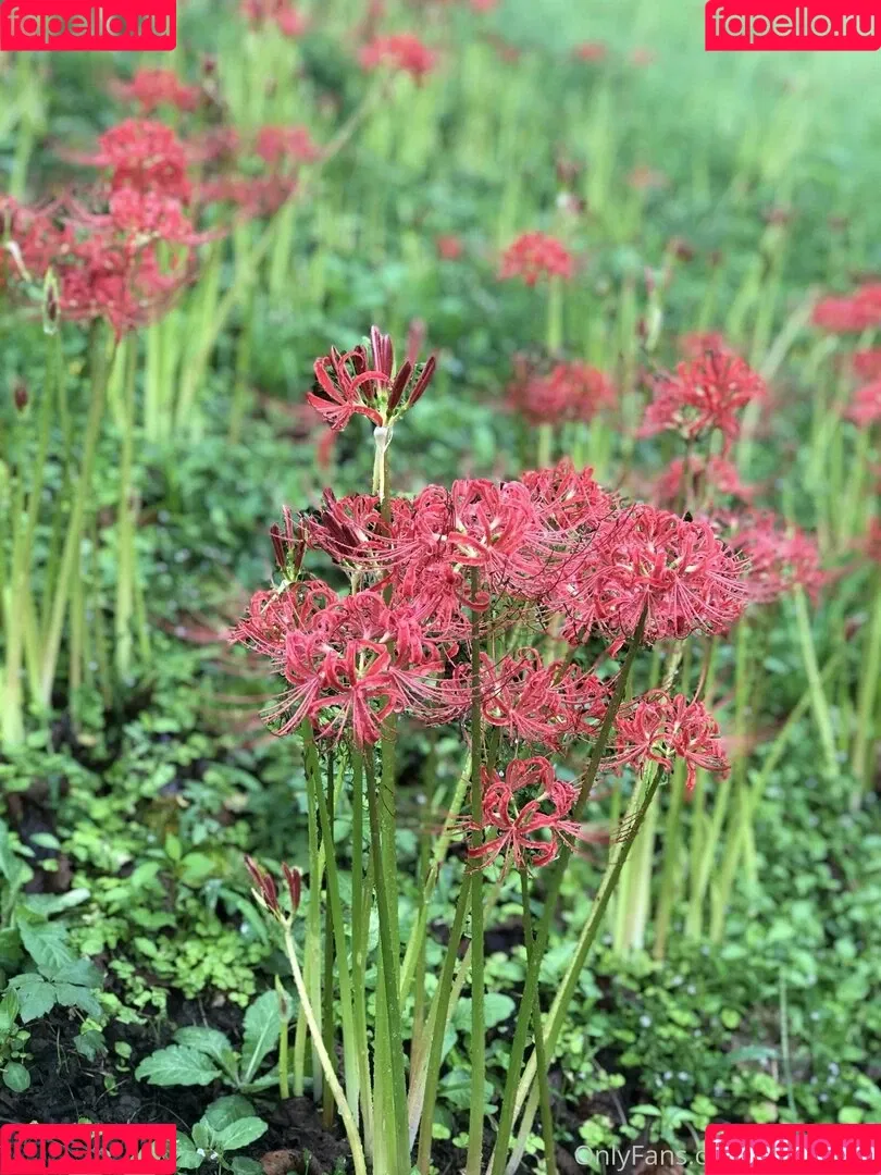 P-chan / Pchan666 / pchan030 Onlyfans Photo Gallery 