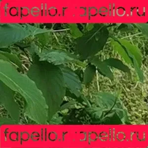 irisryder / irisstryx Onlyfans Photo Gallery 