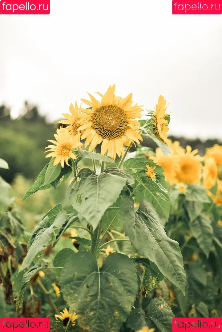 Ely Cosplay / Ely_eee / eeelyeee Onlyfans Photo Gallery 