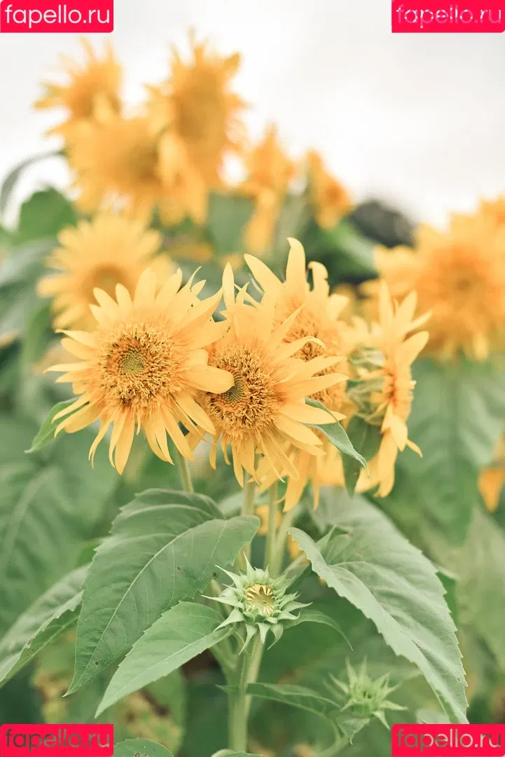 Ely Cosplay / Ely_eee / eeelyeee Onlyfans Photo Gallery 