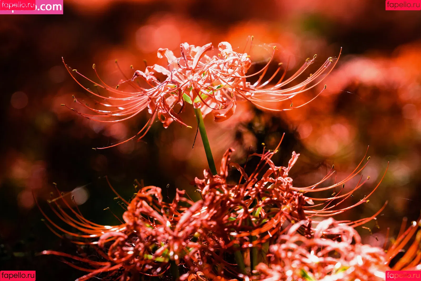 Ely Cosplay / Ely_eee / eeelyeee Onlyfans Photo Gallery 