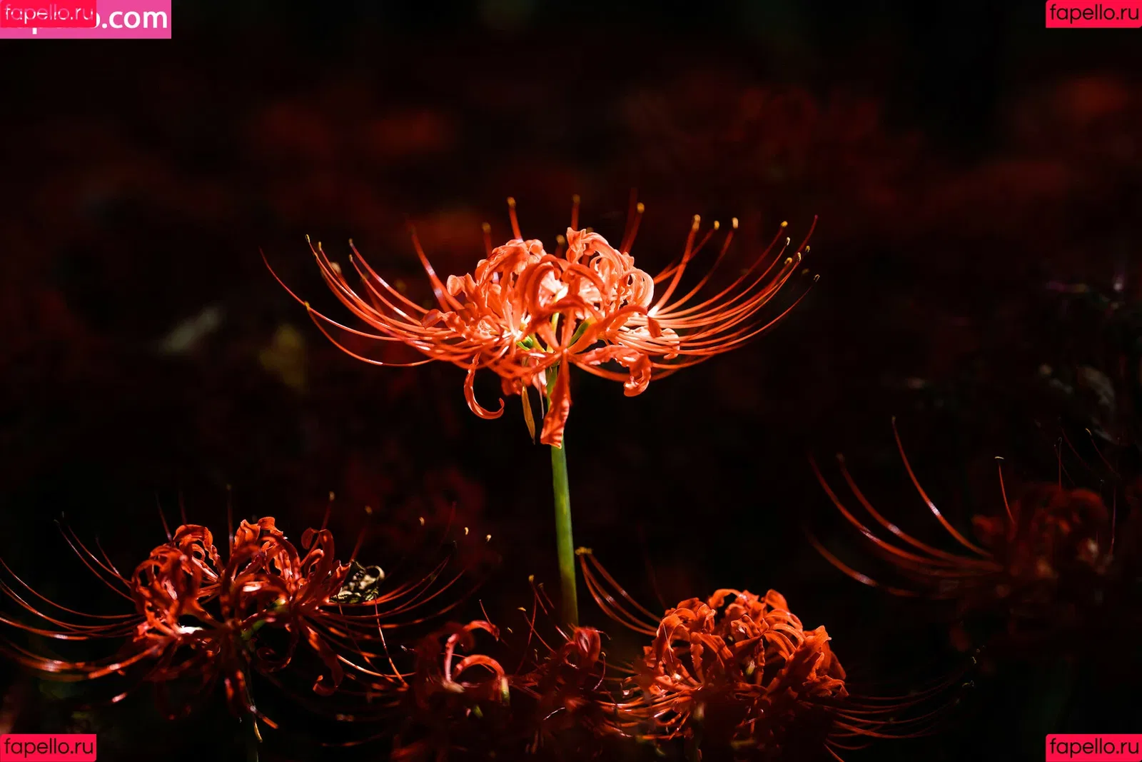 Ely Cosplay / Ely_eee / eeelyeee Onlyfans Photo Gallery 