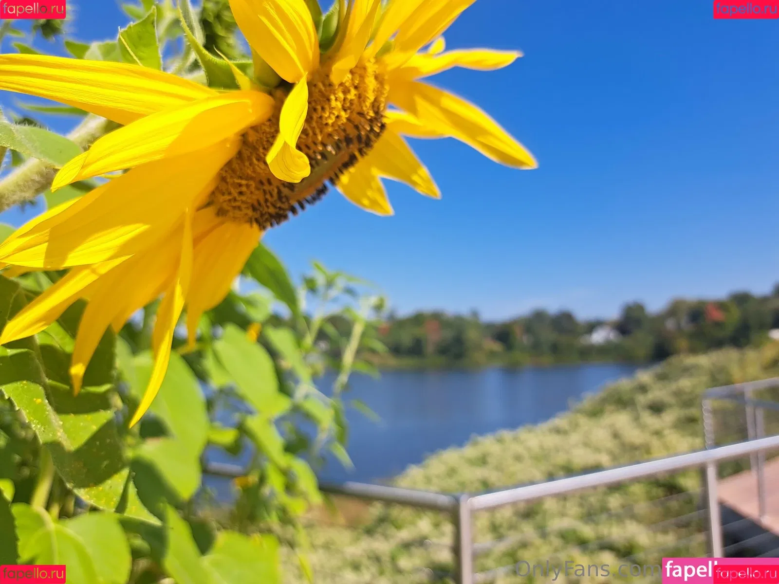 appol_shh Onlyfans Photo Gallery 