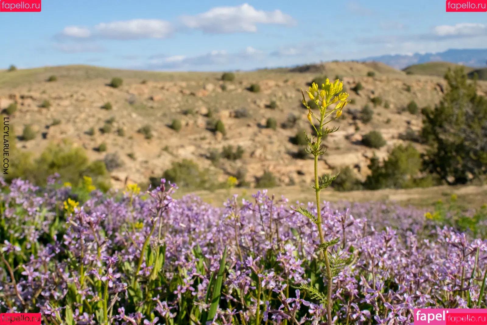 lucylarue / lucylaruesdailystyle Onlyfans Photo Gallery 