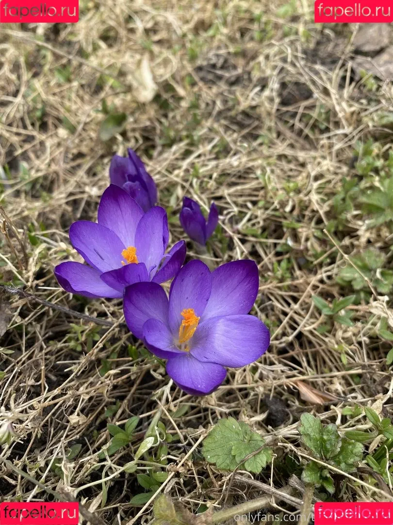 Tobinedamfree / calciumcannon9000 Onlyfans Photo Gallery 