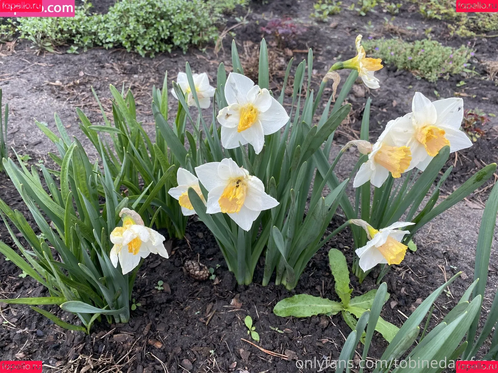 Tobinedamfree / calciumcannon9000 Onlyfans Photo Gallery 