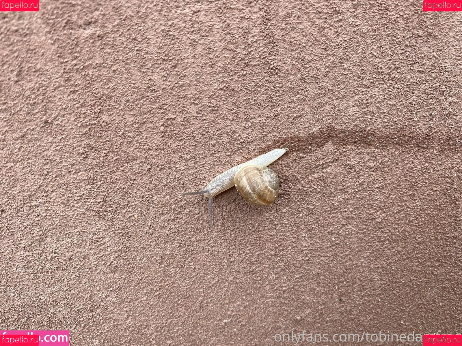 Tobinedamfree / calciumcannon9000 Onlyfans Photo Gallery 