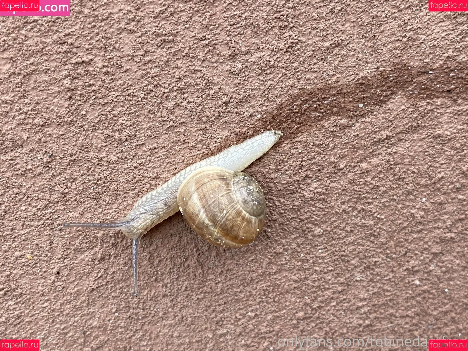 Tobinedamfree / calciumcannon9000 Onlyfans Photo Gallery 