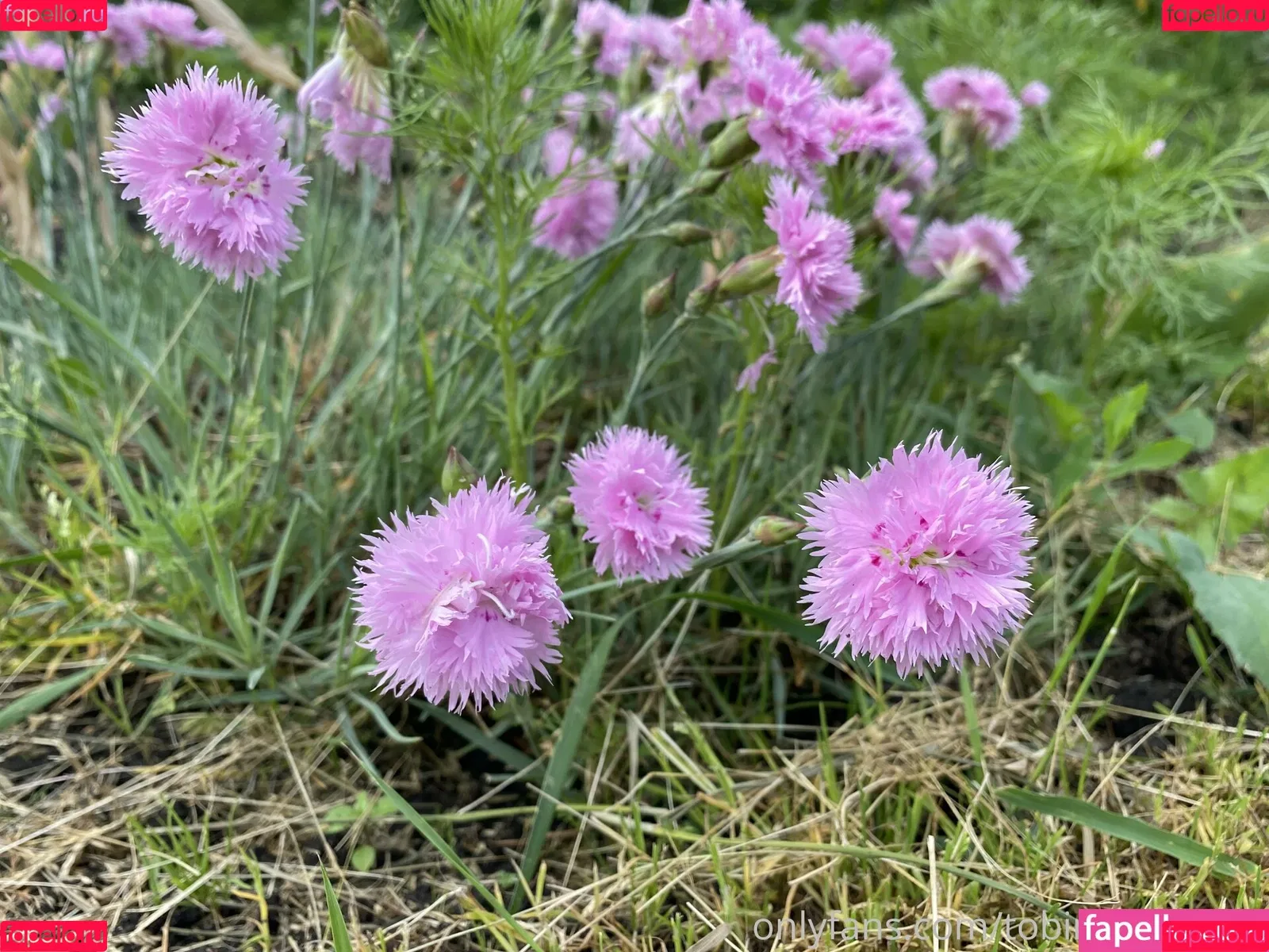 Tobinedamfree / calciumcannon9000 Onlyfans Photo Gallery 