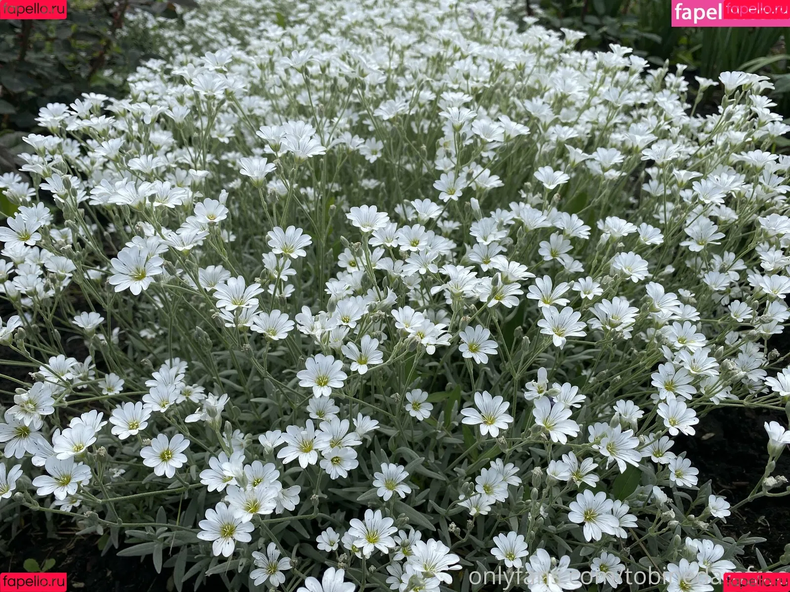 Tobinedamfree / calciumcannon9000 Onlyfans Photo Gallery 