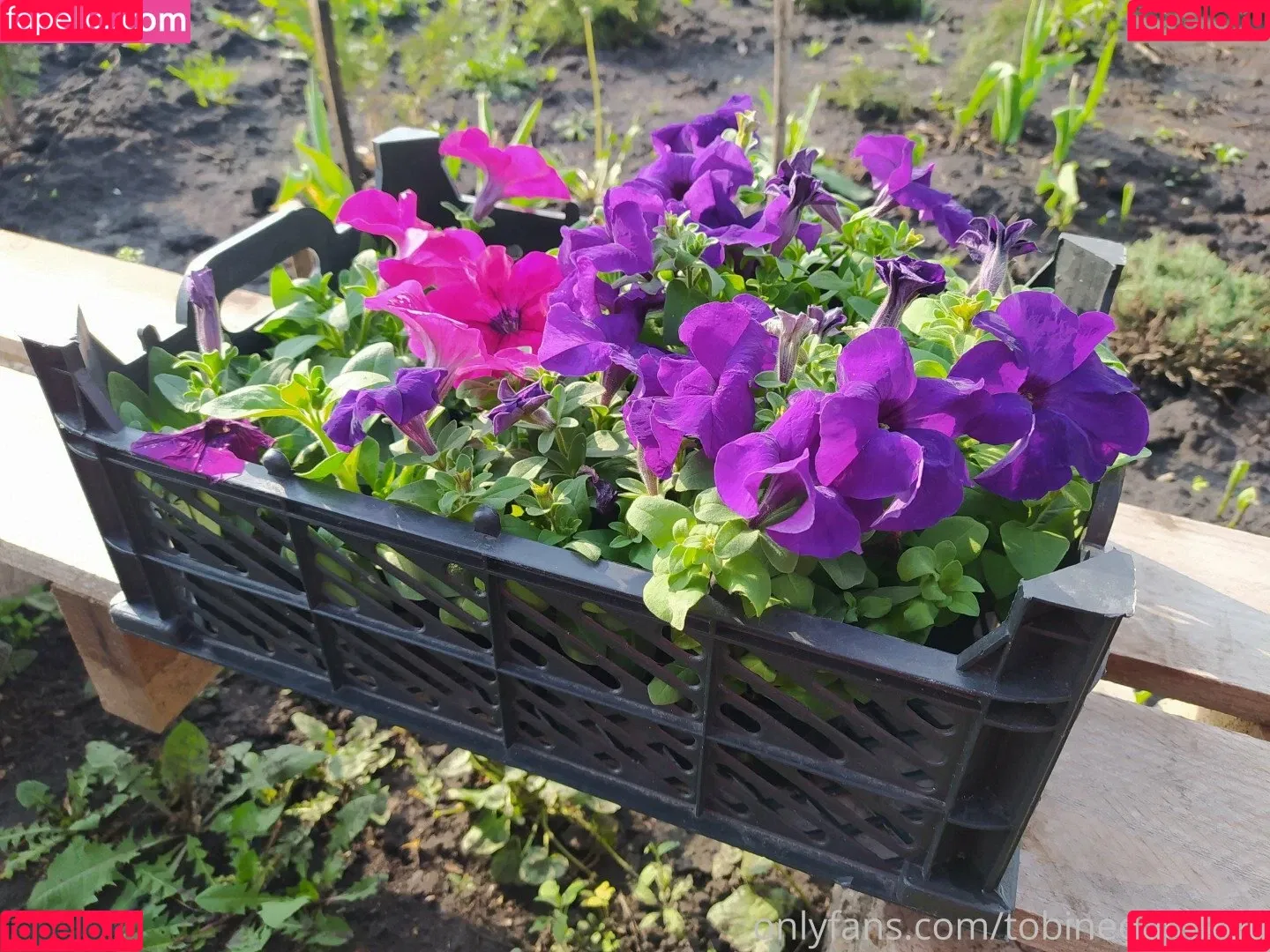 Tobinedamfree / calciumcannon9000 Onlyfans Photo Gallery 