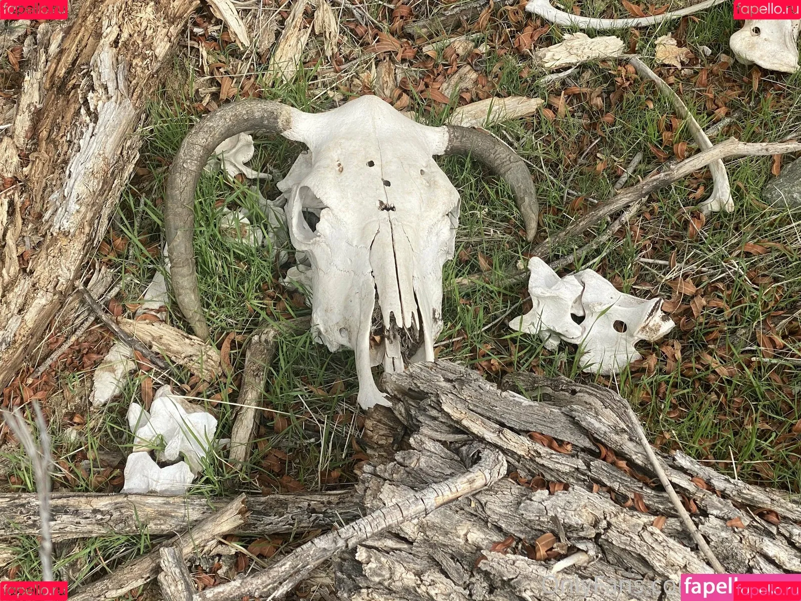 lil_rayne / lil_rayne_ Onlyfans Photo Gallery 