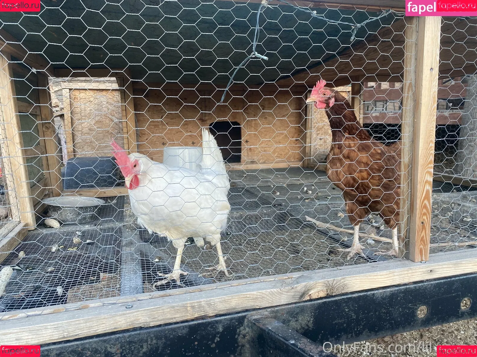 lil_rayne / lil_rayne_ Onlyfans Photo Gallery 