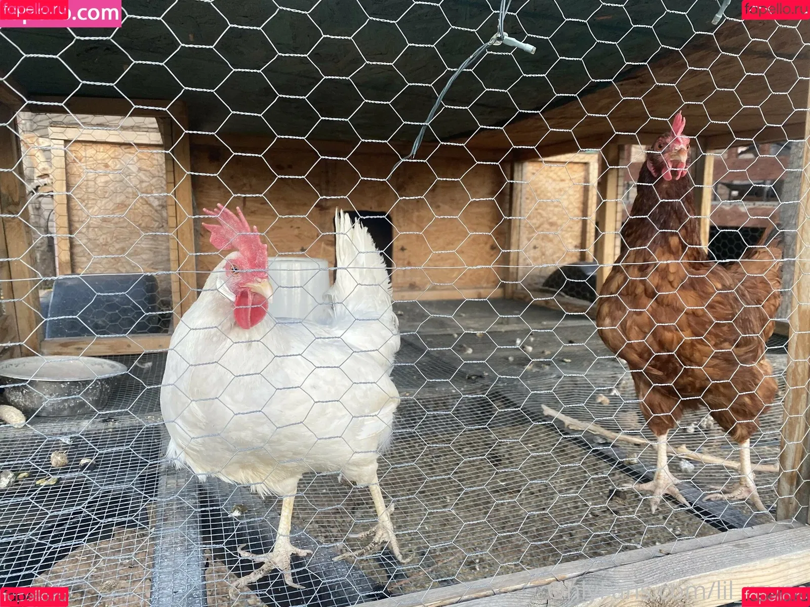 lil_rayne / lil_rayne_ Onlyfans Photo Gallery 