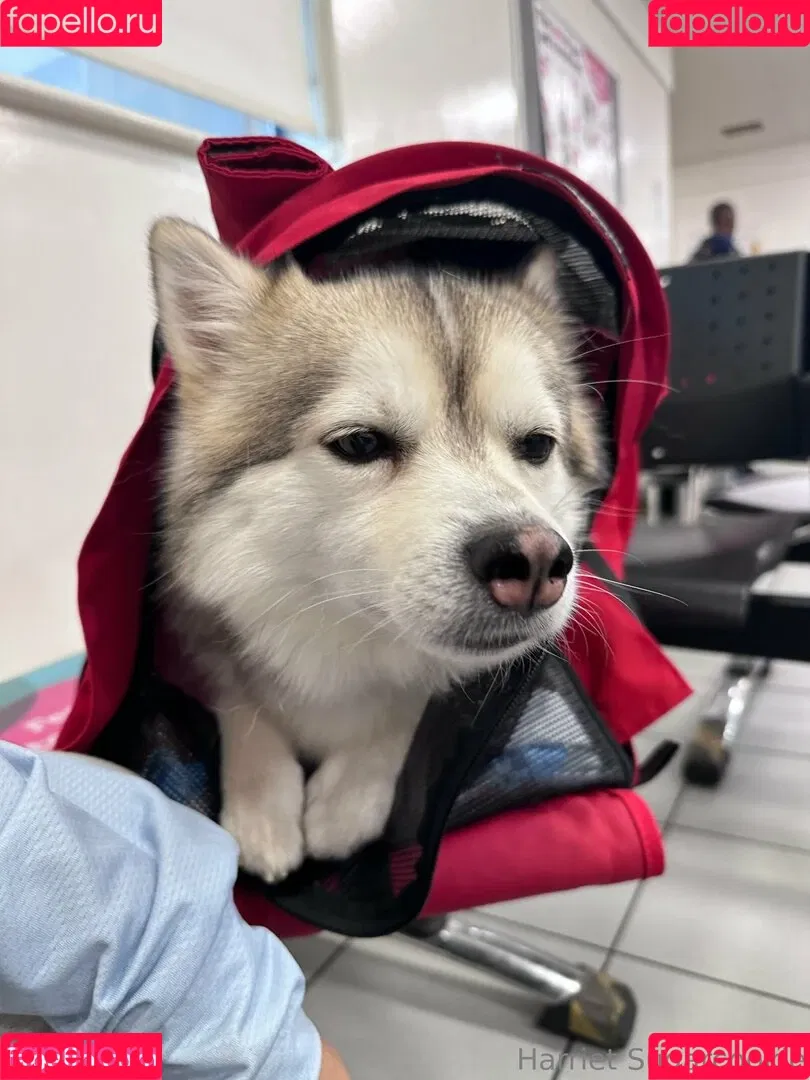 Harriet Sugarcookie / harrietirl / harrietsugarcookie / hsugarcookie Onlyfans Photo Gallery 