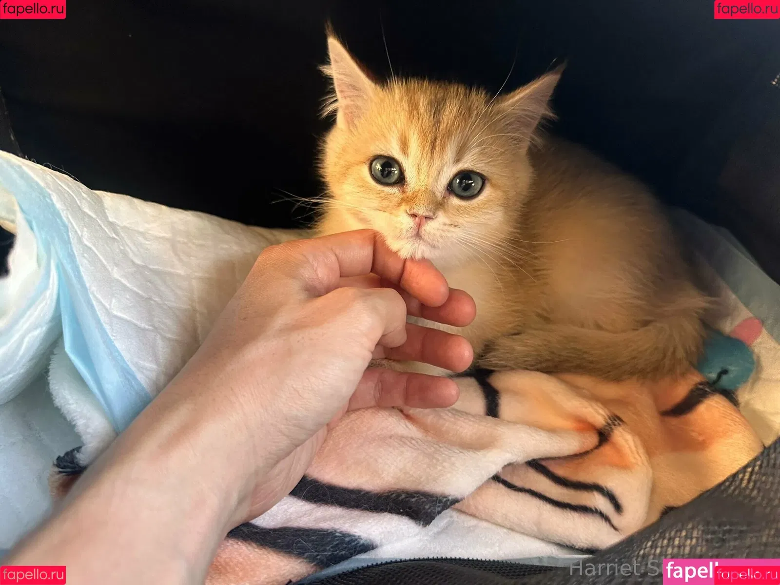 Harriet Sugarcookie / harrietirl / harrietsugarcookie / hsugarcookie Onlyfans Photo Gallery 