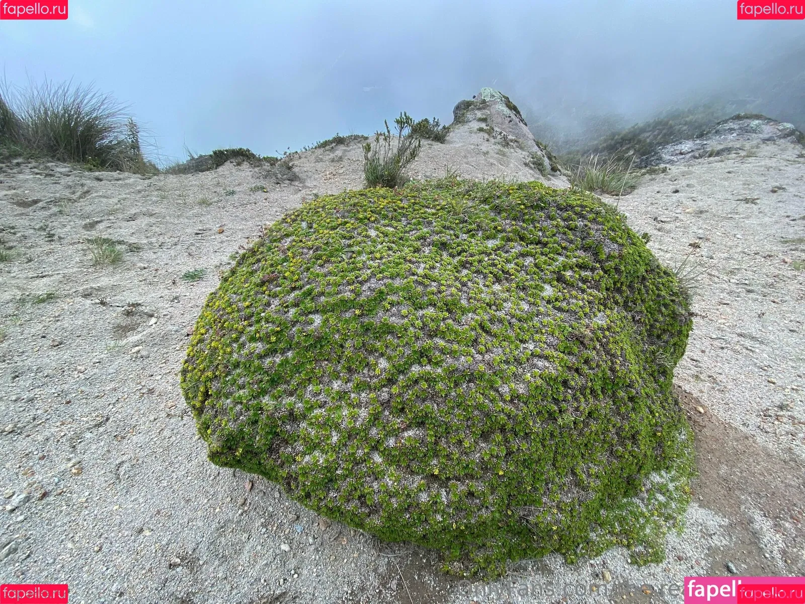 ninja_natalie / the.real.ninja.girl Onlyfans Photo Gallery 