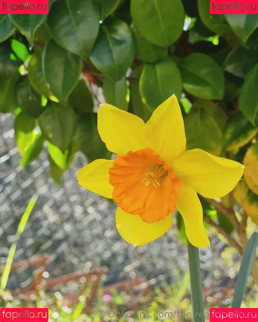 ninja_natalie / the.real.ninja.girl Onlyfans Photo Gallery 