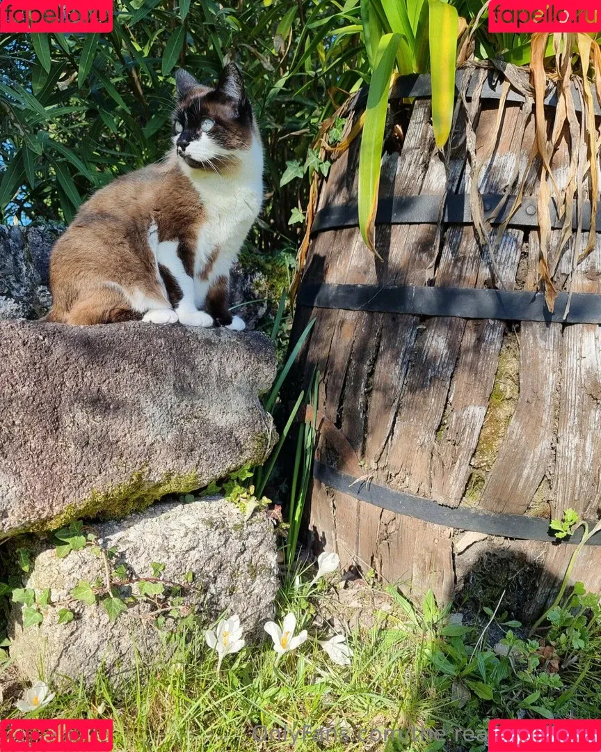 ninja_natalie / the.real.ninja.girl Onlyfans Photo Gallery 