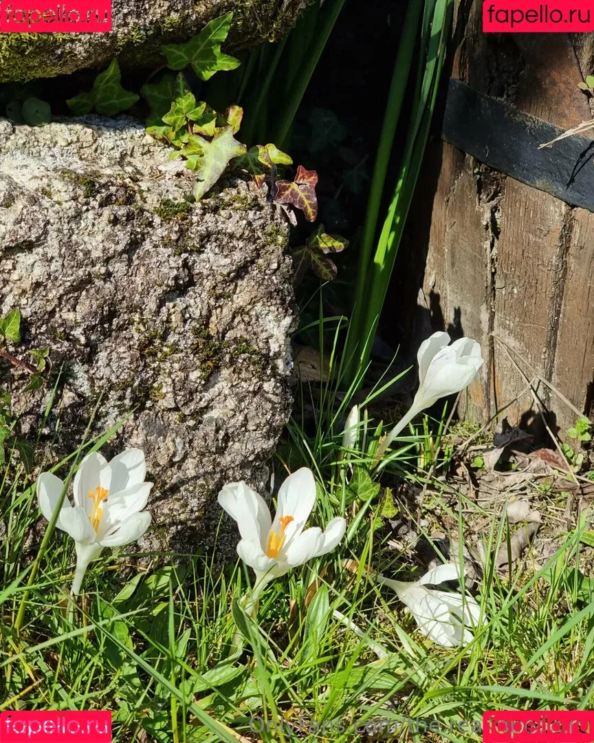 ninja_natalie / the.real.ninja.girl Onlyfans Photo Gallery 