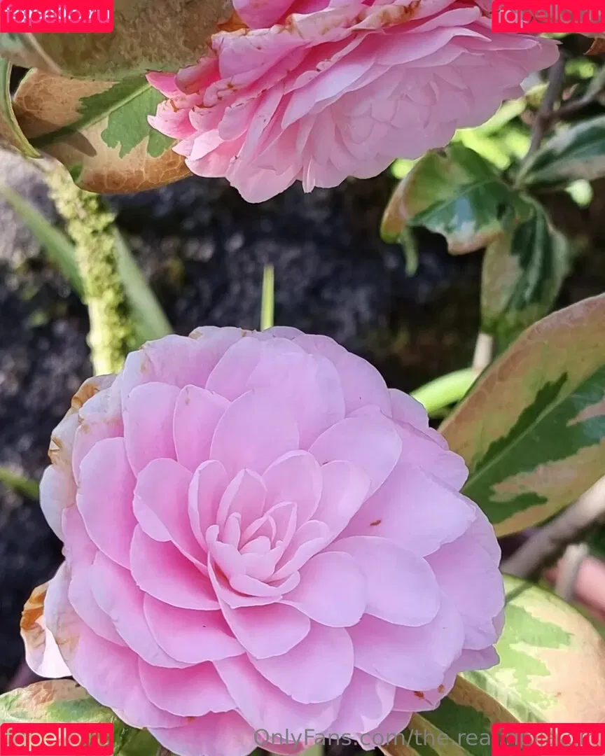 ninja_natalie / the.real.ninja.girl Onlyfans Photo Gallery 