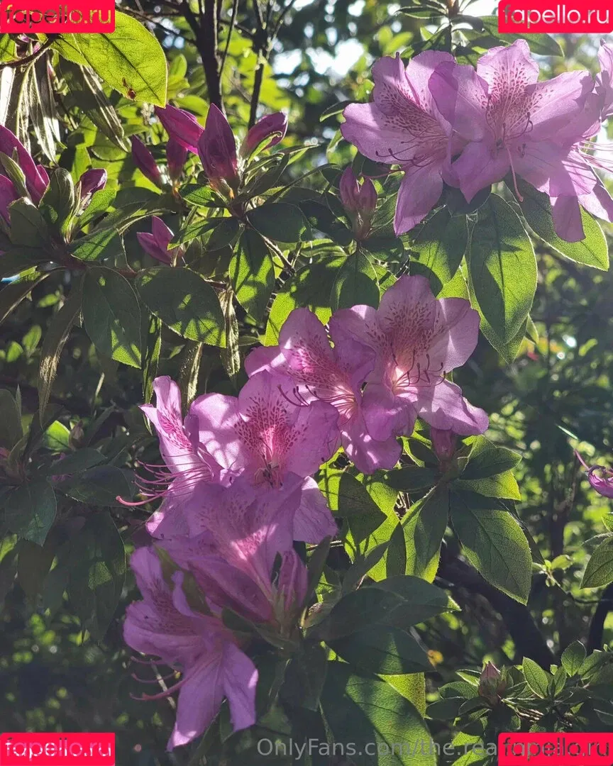 ninja_natalie / the.real.ninja.girl Onlyfans Photo Gallery 