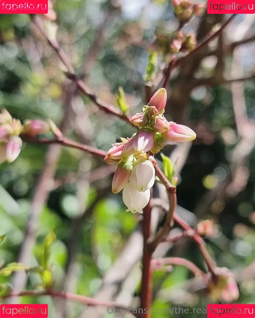 ninja_natalie / the.real.ninja.girl Onlyfans Photo Gallery 