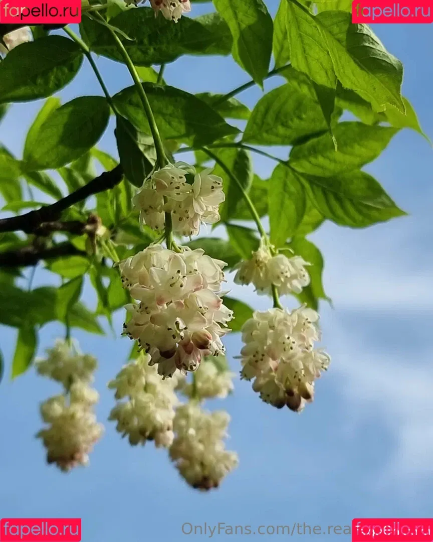 ninja_natalie / the.real.ninja.girl Onlyfans Photo Gallery 