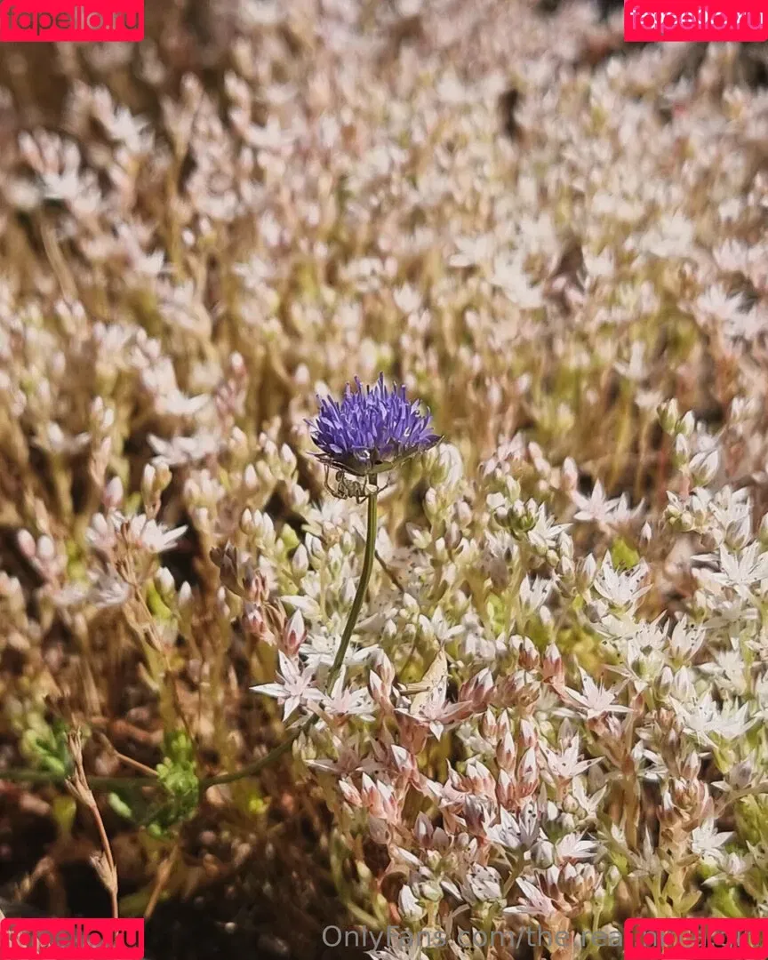 ninja_natalie / the.real.ninja.girl Onlyfans Photo Gallery 