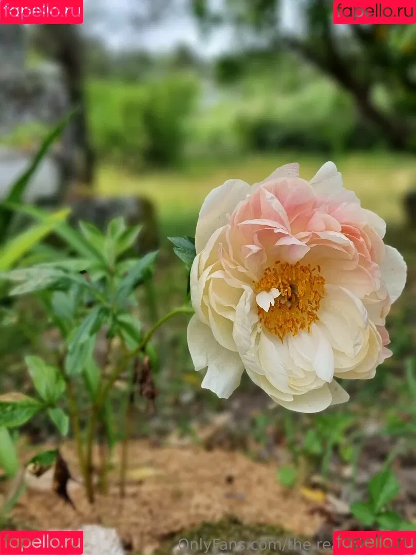 ninja_natalie / the.real.ninja.girl Onlyfans Photo Gallery 