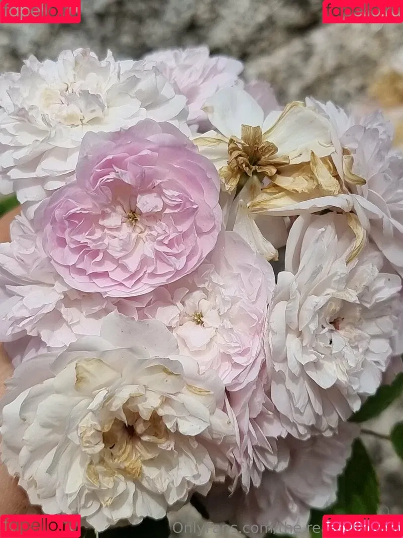 ninja_natalie / the.real.ninja.girl Onlyfans Photo Gallery 